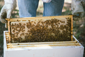 WHY HONEY BEES ARE SO IMPORTANT