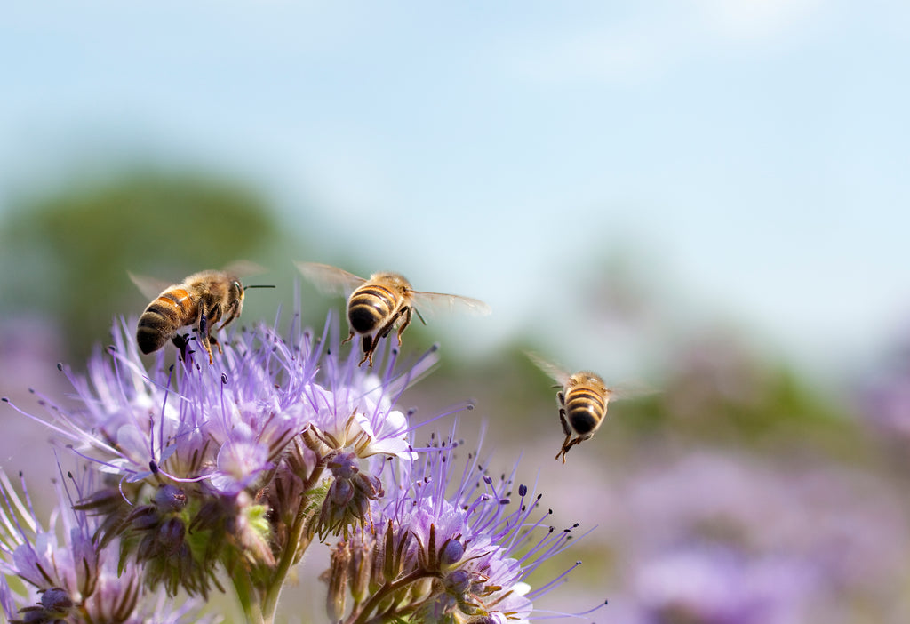 Wild Bee Skincare Supporting Save the Bees
